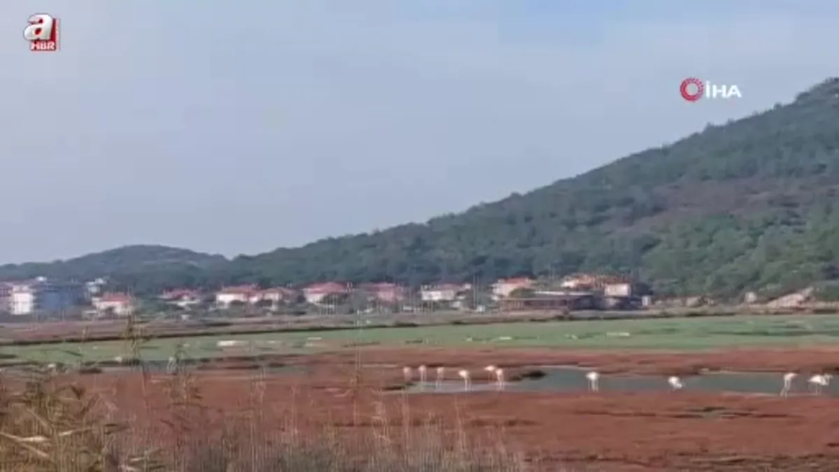 Bursa'da yaban ördekleri suyla buluştu