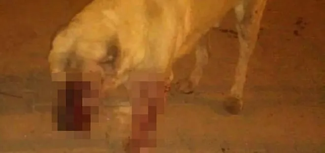 Mersin’de sokak köpeğinin gözlerini oyup sopayla öldüresiye dövdüler