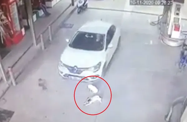 1605094524576.jpg Vicdanları sızlatan görüntü! 2 köpeği otomobille ezdi... - 4