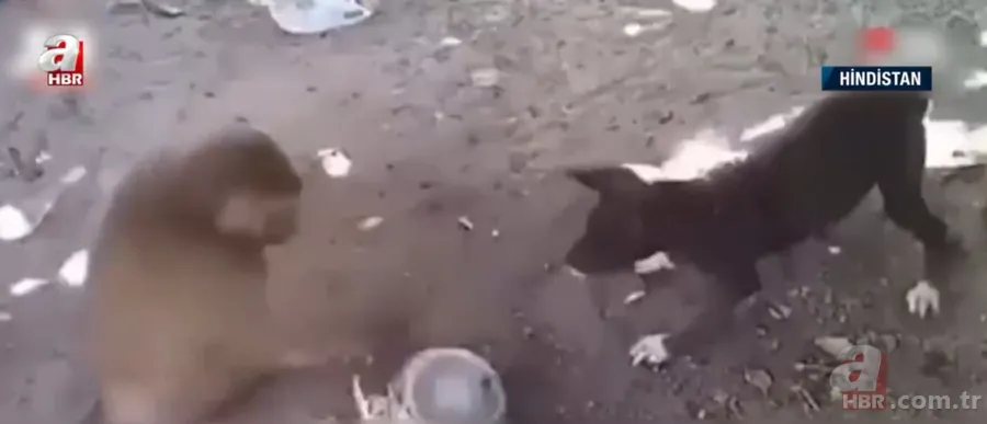 Köpekler aniden etrafını sardı! Dakikalarca ölüm kalım mücadelesi verdi ama... 14