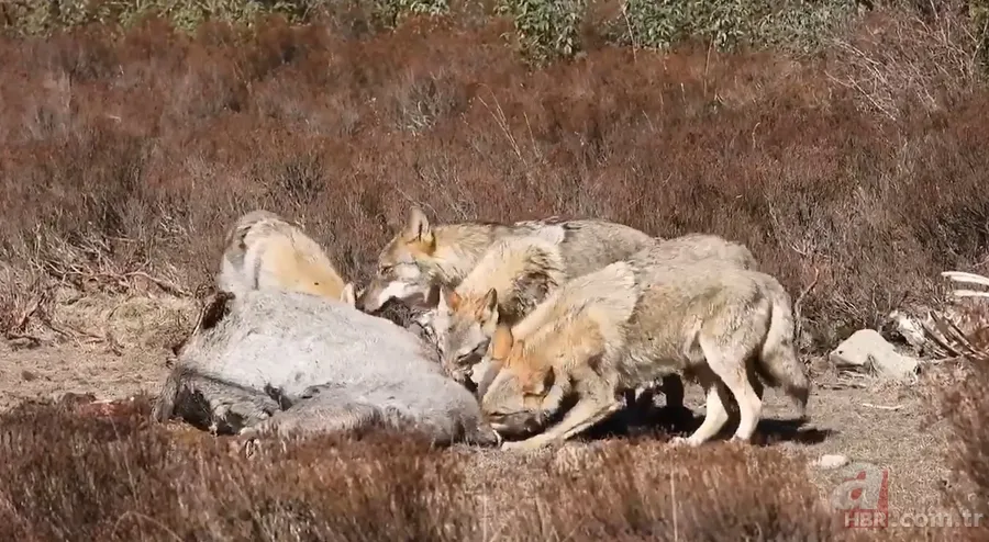 Nesli tehlike altındaki Kafkas vaşağı gündüz avlanırken görüntülendi! Vahşi doğa belgesellerini aratmadı 24