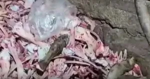 Vatandaşa yedireceklerdi! Hepsi imha edildi