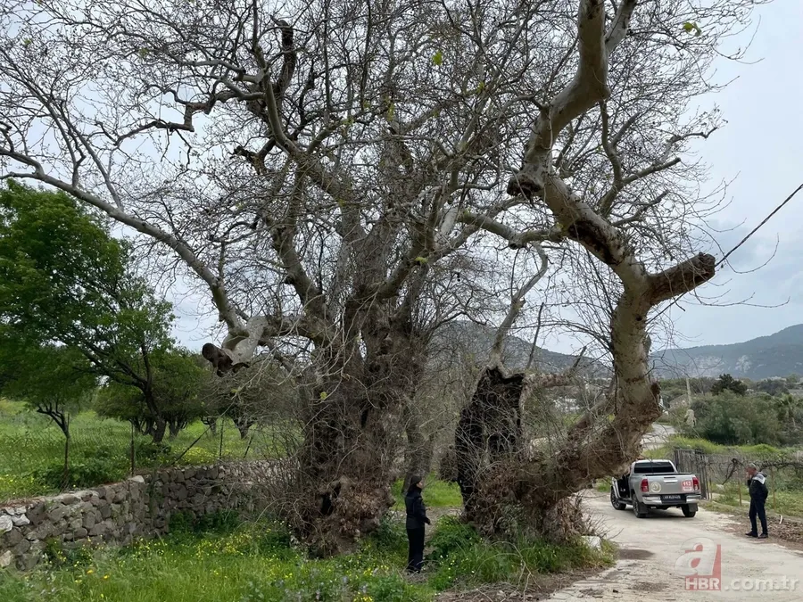 Bodrum'da 2 bin yıllık çınar ağacı bulundu 2