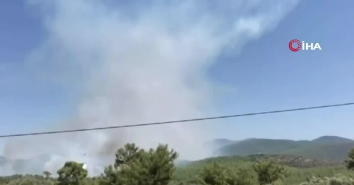 Bodrum ve Milas'ta orman yangını | Video