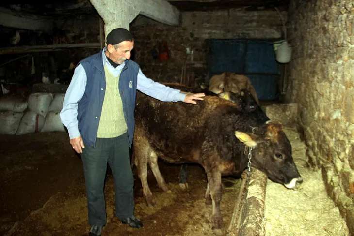kara-yoluna-cikan-inegin-sahibine-108-lira-ceza-1575735707364.jpg Kara yoluna çıkan ineğin sahibine 108 lira ceza - 1