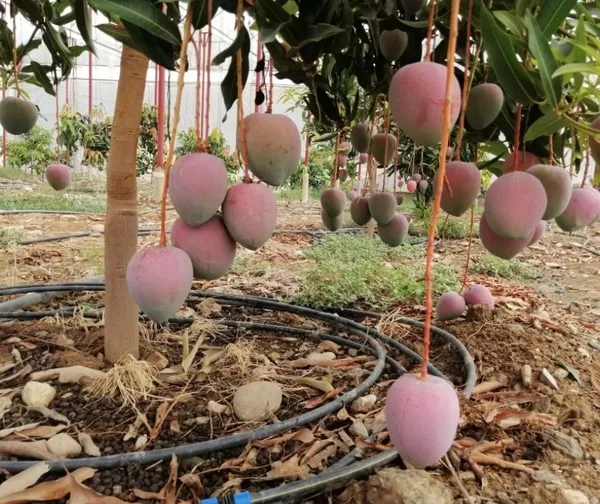 Çiftçinin yeni gözdesi! Bir ağacından 190 bin TL’lik kazanç