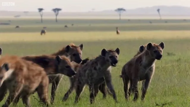 Sırtlanların arasında tek başına kalan aslanın mucize kurtuluşu! Son anda öyle şeyler oldu ki...