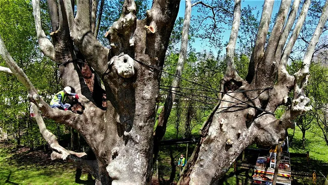 Samsun’da 1100 yıllık çınar ağacı bakıma alındı