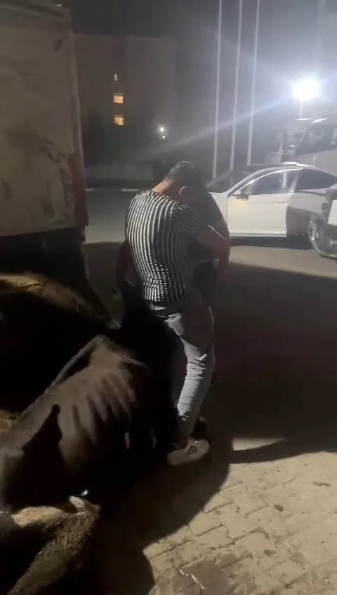 1699500385746.jpg Sakarya'da skandal olay: İneğe zorla alkol içirdiler! Savcılık harekete geçti - 2