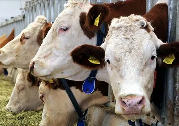 Belçika'dan helal kesime yasak getirme çabası! Skandal adıma tepkiler çığ gibi