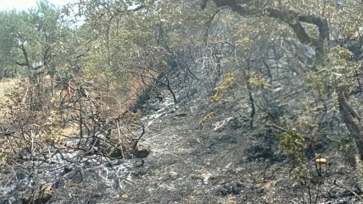 Hatay'da çıkan orman yangını kontrol altına alındı