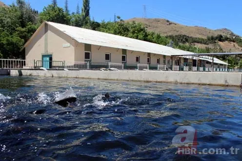 Balık sağımı başladı, hedef 5 milyon balık 9