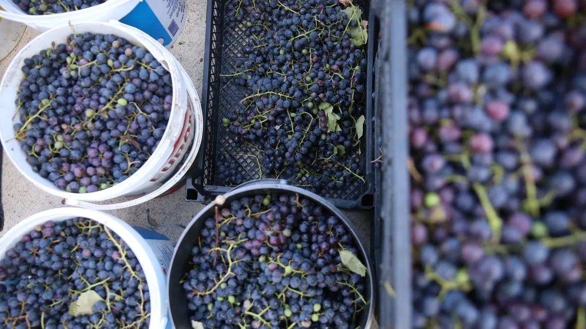 Ordu'nun tescilli üzüm suyu sofraları lezzetlendiriyor