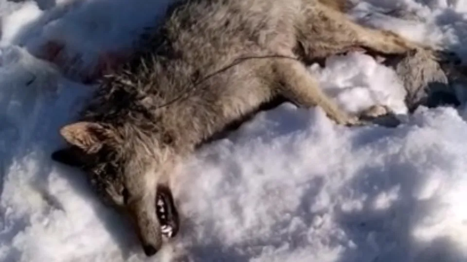 Köye inen kurdu sürüyü koruyan köpek öldürdü
