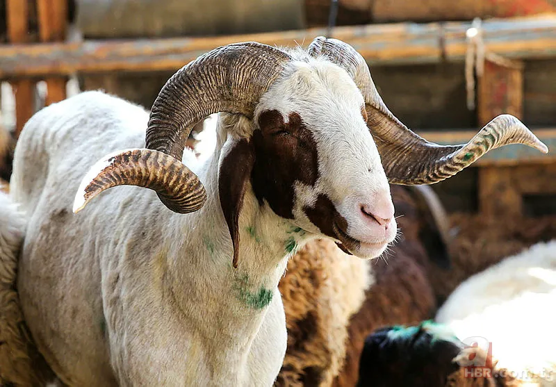 Kurban Bayramı tatili 2019 kaç gün olacak? Kurban Bayramı tatili ne zaman hangi günler? 1