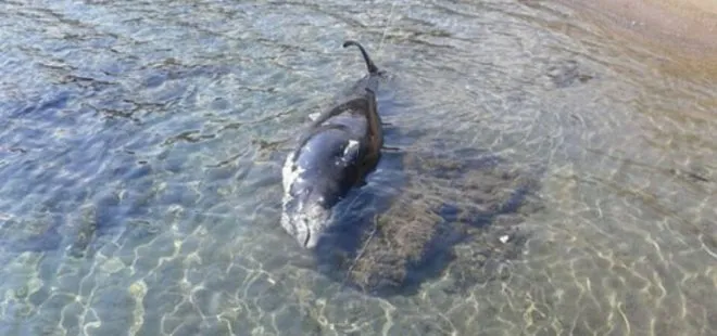 KKTC’de dev yunus balığı karaya vurdu