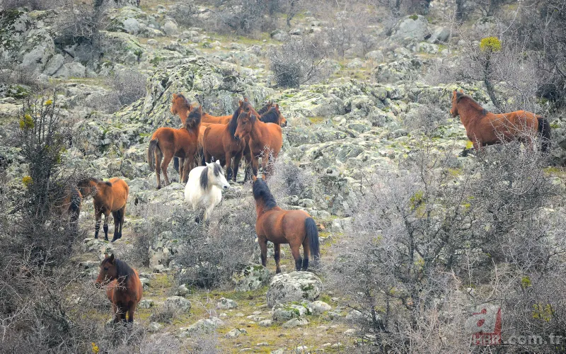 Murat Dağı'ndaki yılkı atlarının sayısı artıyor 12