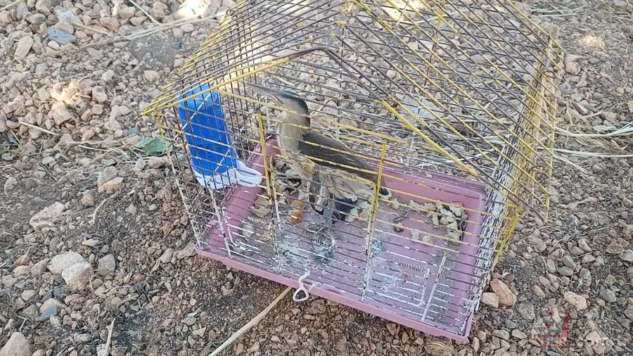 Kamufle olup ölü taklidi yaptı! Diyarbakır'da nesli tükenmekte olan hayvan köylüler tarafından fark edildi 4