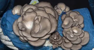 Talep yağıyor! 3 mühendis arkadaş üretti