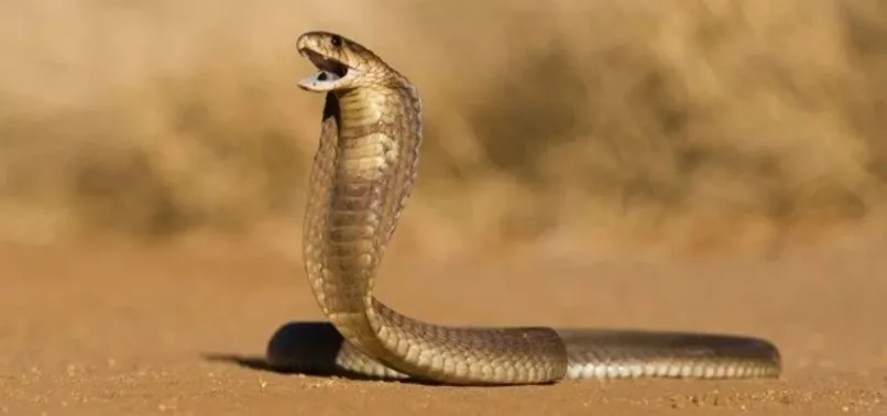 Hindistan’da akılalmaz olay! 8 yaşındaki çocuğun ısırdığı kobra öldü