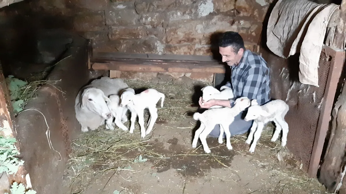 Bir koyun seferde beşiz doğurdu
