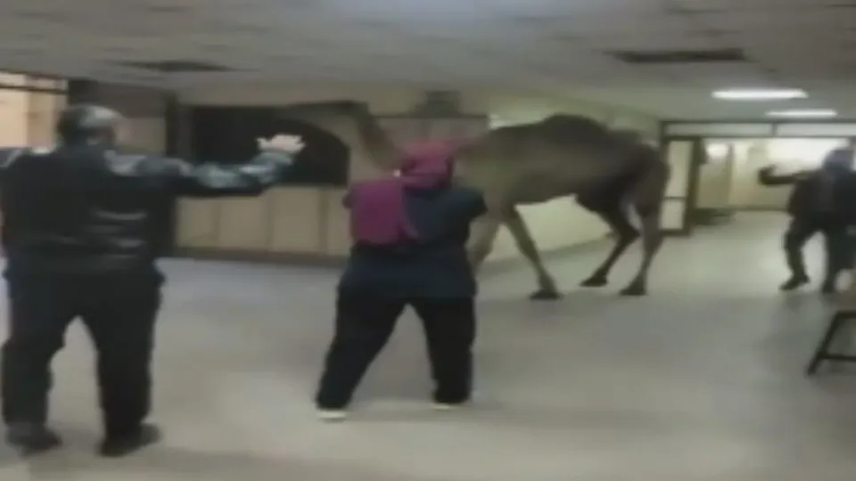 Hastanede görenleri hayrete düşüren manzara! Gören telefona sarıldı