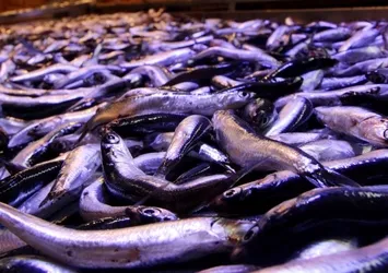 Sezon açıldı hamsi 15 liraya düştü