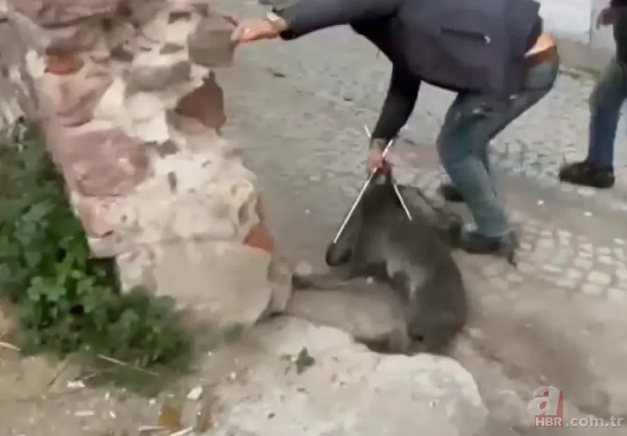 Akdeniz'de görmeye alışmıştık bu kez Balıkesir'de ortaya çıktı! Sokak ortasında görünce gözlerine inanamadılar! 6