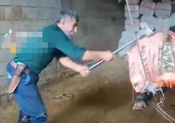 Bu görüntüleri izlemeye yürek dayanmaz! Sözde kasap keseceği boğayı balyozla başına vurarak öldürdü | 5 şüpheli gözaltına