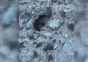 Kış uykusuna hazırlanan iki ayı görüntülendi