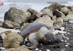 Bir caretta caretta daha ölü bulundu