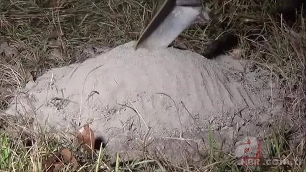 Kırmızı karıncalardan batmayan sal! Haftalarca yüzebiliyorlar 14