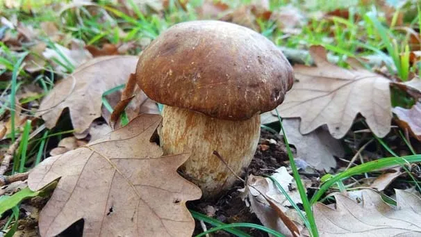 Bolet mantarı köylünün geçim kaynağı oldu