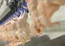 Haksız fiyat artışları sonrası kanatlı eti ihracatı durduruldu
