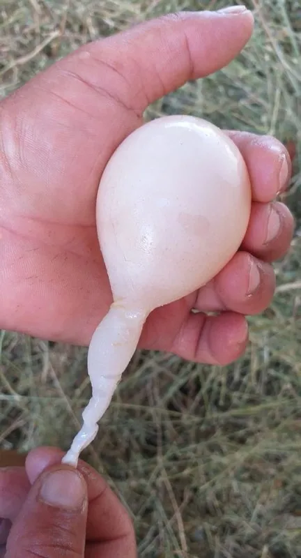 Beslediği tavukların yumurtaları için kümese girince hayatının şokunu yaşadı! Bakın ne yumurtladı