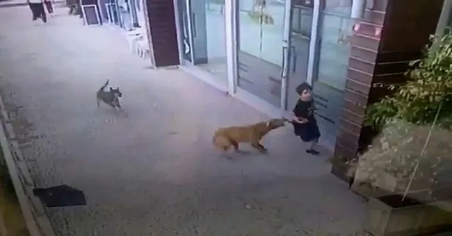 İstanbul'da yolda yürüyen küçük çocuğa 2 köpek birden saldırdı! - 1