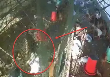 Kümeste böyle katliam yaptılar! Yüzlercesi telef oldu