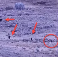 Kurt sürüsüyle karşılaşınca...