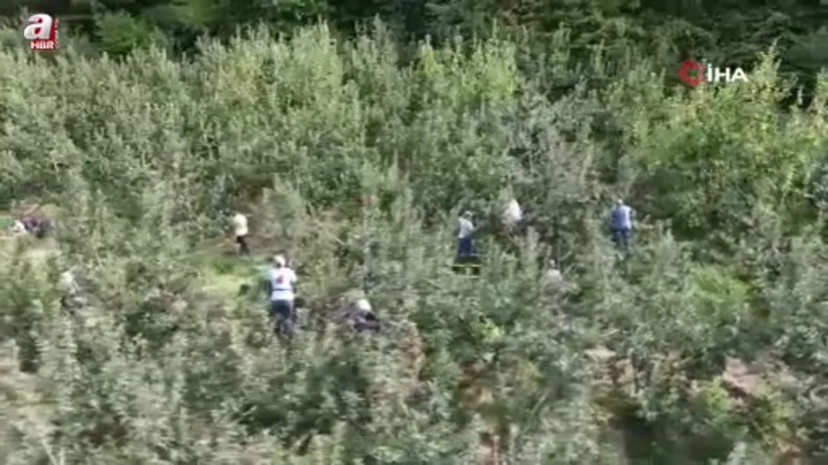 Dereköy elması üreticisinin yüzünü güldürdü