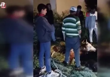 Kars'ta çukura düşen büyükbaş hayvan kurtarıldı