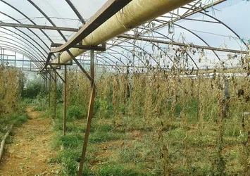 Antalya'da bir serada 2 milyonluk hint keneviri ele geçirildi