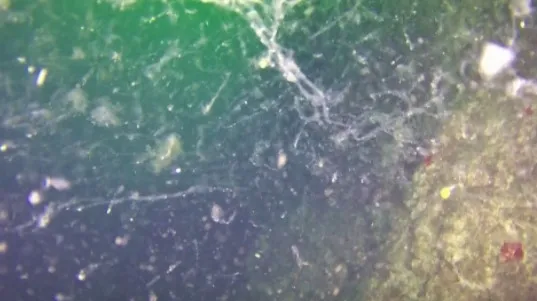 Marmara Denizi'nde salya araştırması! - 1