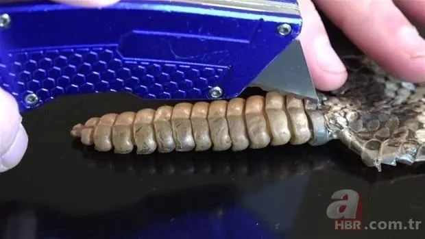 Otomobilde yılan paniği 19