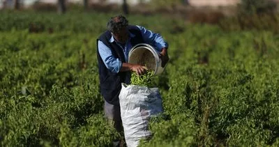 Çiftçinin yüzü güldü! Ürünlü kıl sivrisi 10 ile 12 lira arasında alıcı buluyor