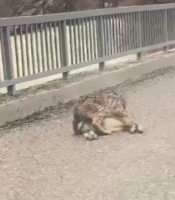Avını YERKEN vatandaş kayda aldı! VAHŞİ DOĞA belgesellerini aratmayan görüntüler