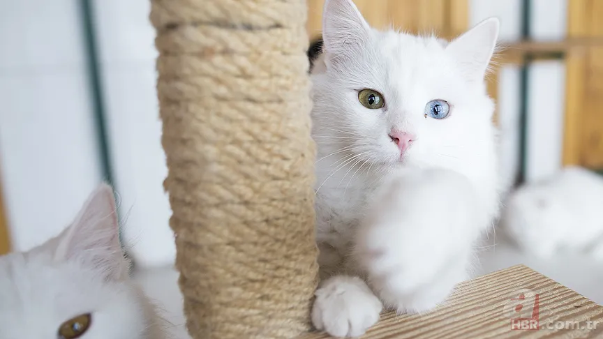 Kediniz kapalı kapıda ısrarla miyavlıyorsa bunları kesinlikle bilmelisiniz 1